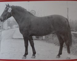 stallion Gregor Mo 1153 (Heavy Warmblood, 1958, from Graphit Mo 1027)