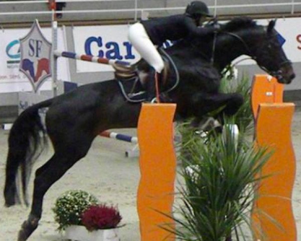 jumper Udoctro (KWPN (Royal Dutch Sporthorse), 2001, from Indoctro)