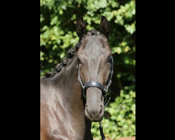 dressage horse Finesse Noire (Westphalian, 2021, from Fürst Wallerstein)