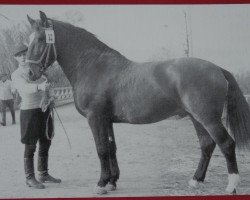 stallion Opal Mo 1158 (Heavy Warmblood, 1958, from Olymp Mo 1073)