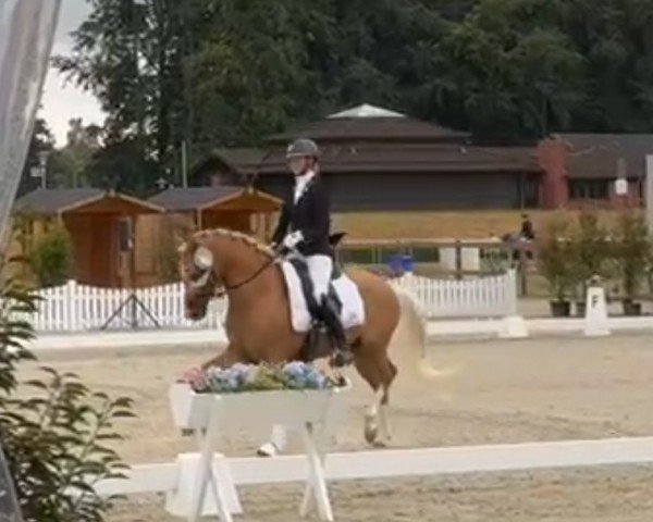 Dressurpferd Goldwyn 18 (Deutsches Reitpony, 2021, von FS Next Diamond)