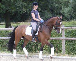 dressage horse Constantin 117 (Westphalian, 2015, from Coal Diamond)