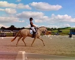 dressage horse Dreamcatcher 13 (German Riding Pony, 2011, from Dorian Gray 50)