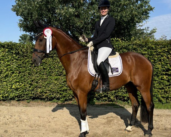 dressage horse Freundlich (Oldenburg, 2018, from Feinrich)