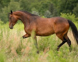 Dressurpferd Ronya-Royal (Deutsches Sportpferd, 2020, von Rubin Royal OLD)