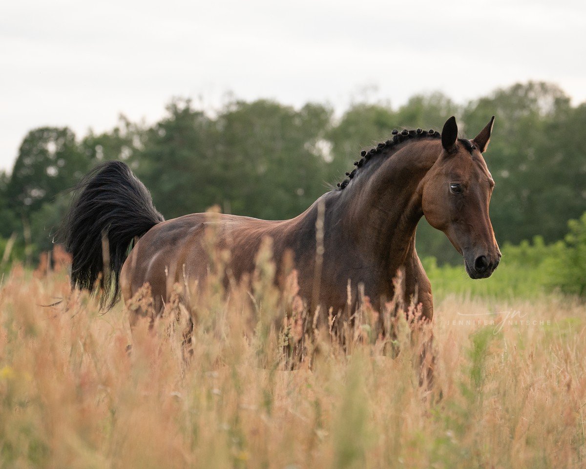 broodmare Ratina (Hanoverian, 2002, from Rubin Royal OLD)