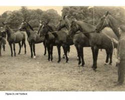 broodmare Flijuna H (Mecklenburg, 1949, from Flimmerstahl)