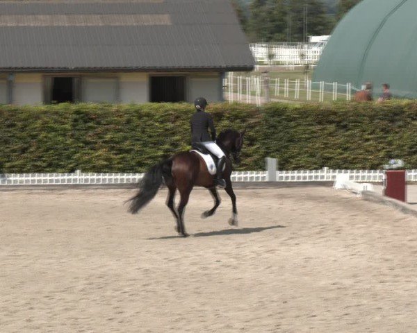 Reitturnier Gerasdorf bei Wien 2024