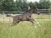 foal by Silver Surfer 4 (Westphalian, 2024, from Sir Heinrich OLD)