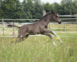 foal by Silver Surfer 4 (Westphalian, 2024, from Sir Heinrich OLD)