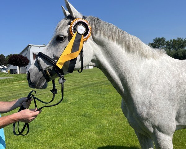 jumper Miss Emmy W (Holsteiner, 2019, from Emerald van 't Ruytershof)