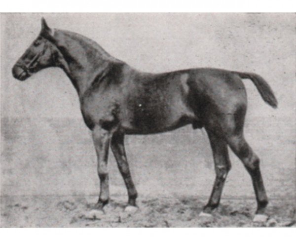 horse Athanas (Hanoverian, 1909, from Altheo)