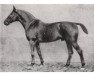 stallion Athanas (Hanoverian, 1909, from Altheo)
