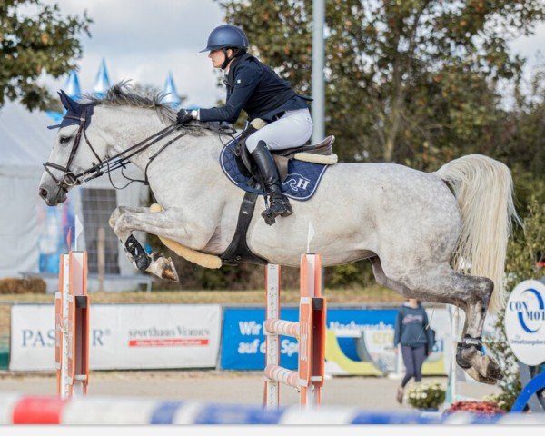 jumper Snowflake B (Hanoverian, 2015, from Stolzenberg)