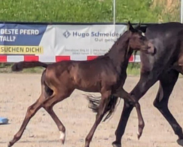 foal by Danee FL (Westphalian, 2024, from Diamantenglanz)