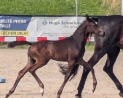 foal by Danee FL (Westphalian, 2024, from Diamantenglanz)