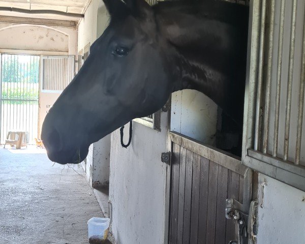 broodmare Roxänne (Westphalian, 2012, from Rock Forever NRW)