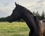 dressage horse Stute von Bonjour / For Romance I (Oldenburg, 2023, from Bonjour)