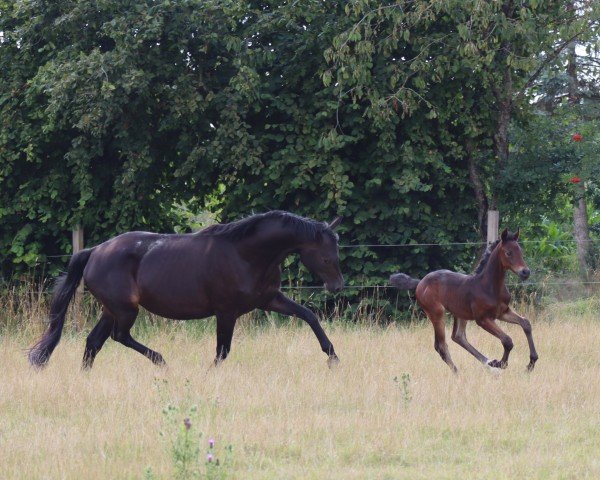 broodmare Mockingjay 5 (Westphalian, 2017, from E.H. Millennium)