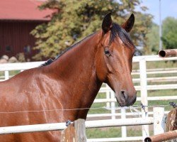 dressage horse Vittorio von Vitalis (Oldenburg, 2019, from Vitalis)