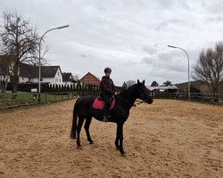 horse Ilena (Trakehner, 2003, from Almox Prints J)