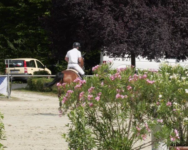 Reitturnier Oberderdingen 2024