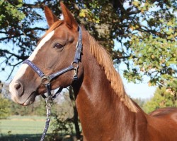 broodmare Lordania 4 (German Sport Horse, 2009, from Lord de Hus)