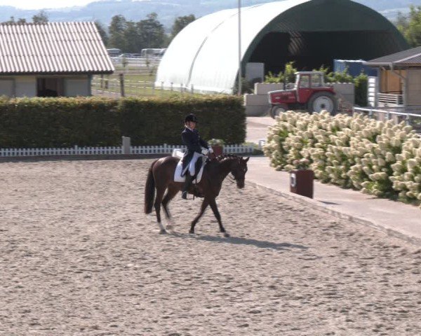 Reitturnier Gerasdorf bei Wien 2024