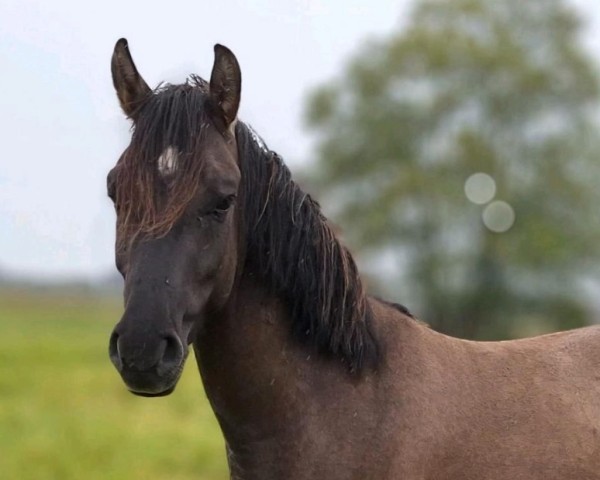 Pferd Action (Kleines Deutsches Pony, 2021, von Abenteuer)