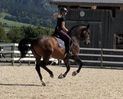 dressage horse Fantasia 129 (Hanoverian, 2012, from Floratio)