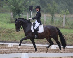 dressage horse Dörte 15 (Hanoverian, 2015, from Dantano)