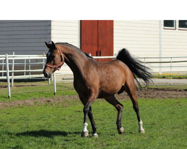 broodmare Zarin XV (Holsteiner, 2007, from Clinton)