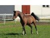 broodmare Zarin XV (Holsteiner, 2007, from Clinton)