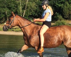 Pferd Haandpaol's Elena (Welsh-Cob (Sek. D), 2008, von Elando)