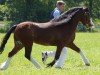 stallion Eppynt Quick Silver (Welsh mountain pony (SEK.A), 2000, from Eppynt Skyline)