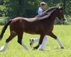 stallion Eppynt Quick Silver (Welsh mountain pony (SEK.A), 2000, from Eppynt Skyline)