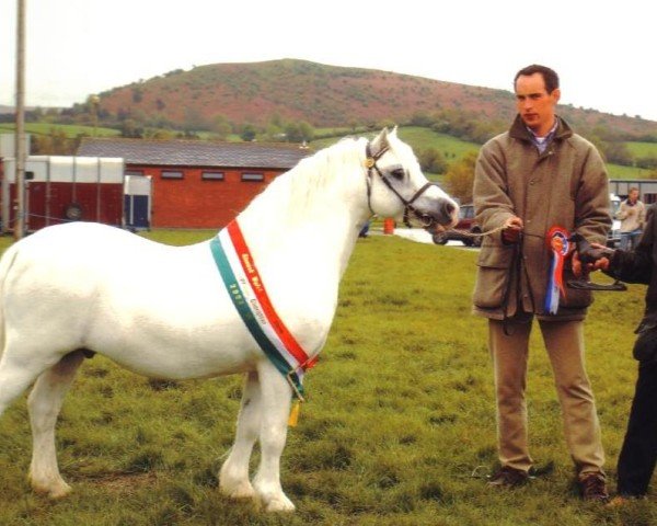 Deckhengst Eppynt Skyline (Welsh Mountain Pony (Sek.A), 1994, von Eppynt Valderrama)