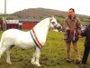 Deckhengst Eppynt Skyline (Welsh Mountain Pony (Sek.A), 1994, von Eppynt Valderrama)