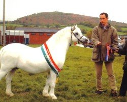 stallion Eppynt Skyline (Welsh mountain pony (SEK.A), 1994, from Eppynt Valderrama)