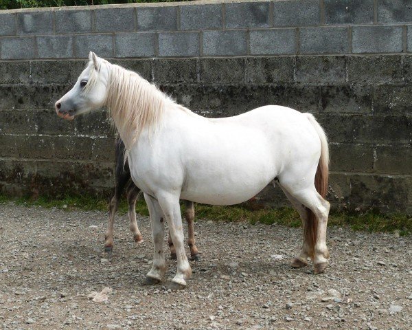 broodmare Eppynt Silver Light (Welsh mountain pony (SEK.A), 2006, from Eppynt Quick Silver)