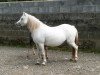 broodmare Eppynt Silver Light (Welsh mountain pony (SEK.A), 2006, from Eppynt Quick Silver)