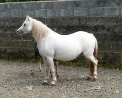 Zuchtstute Eppynt Silver Light (Welsh Mountain Pony (Sek.A), 2006, von Eppynt Quick Silver)