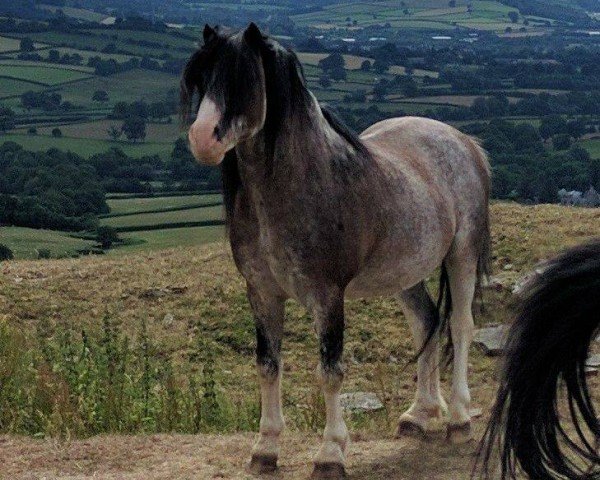 stallion Eppynt Silver Splash (Welsh mountain pony (SEK.A), 2004, from Eppynt Skyline)