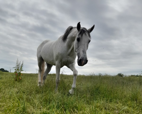 broodmare Cassandra (Holländisches riding ponies, 2013, from Robin Z)