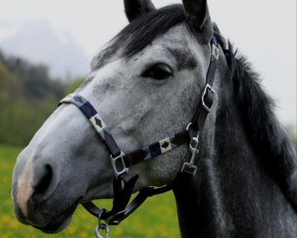 Zuchtstute M-Diyana (Holsteiner, 2019, von Diaron OLD)