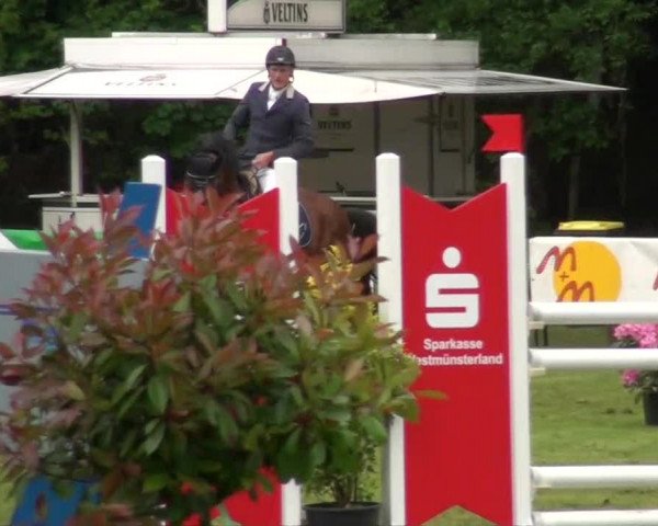 Pfingst-Dressur- und Springturnier 2013 des ZRFV Borken