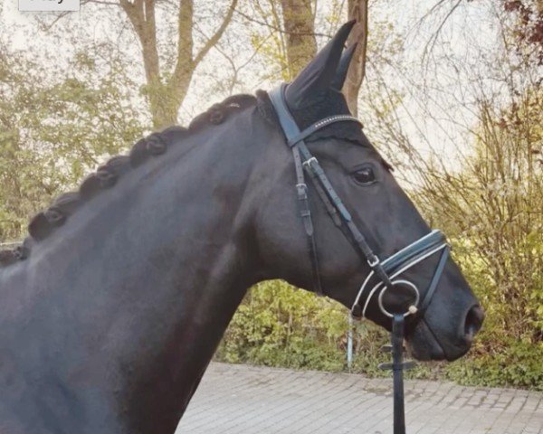 dressage horse Marcelli (Oldenburg, 2019, from DSP Marc Cain)