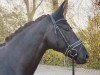 dressage horse Marcelli (Oldenburg, 2019, from DSP Marc Cain)