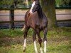 dressage horse Frankenach Serafina (Westphalian, 2023, from Sir Donnerhall I)