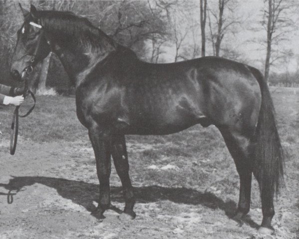 Pferd Julier (Hannoveraner, 1958, von Julius Caesar xx)